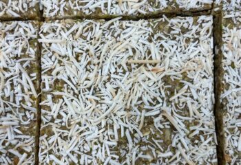 Pistachio Oat Bar Pistachio Oat Bar